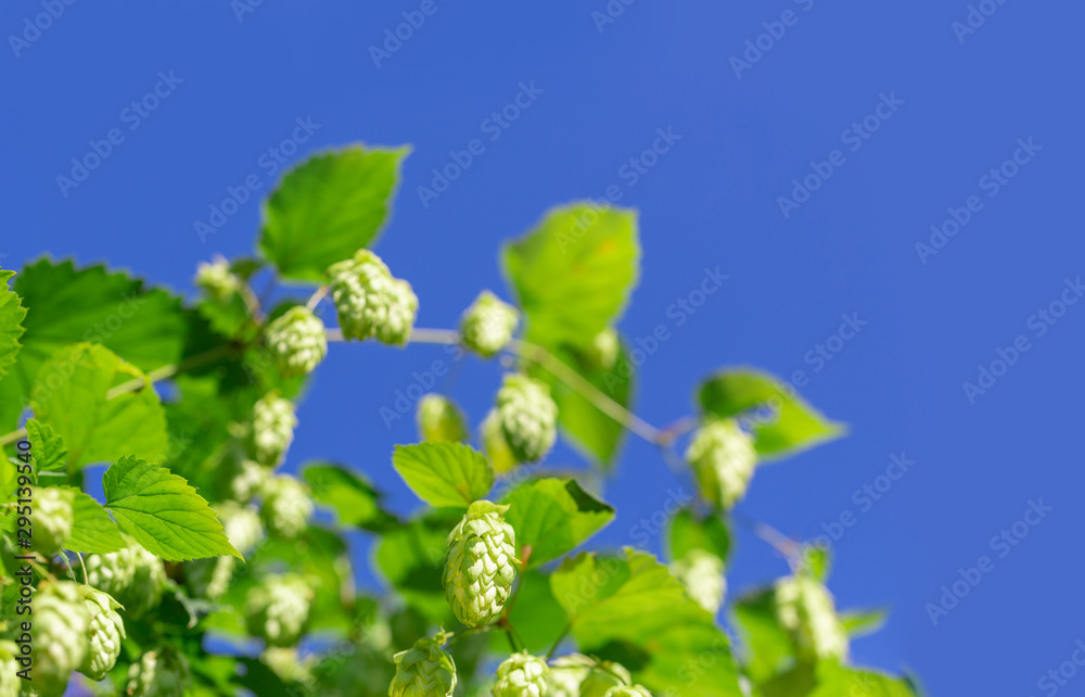 Green fresh cones of hops on the field. Raw ingredient for making beer and bread close up, agriculture background. Green fresh cones of hops on the field. Raw ingredient for making beer and bread close up, agriculture background.