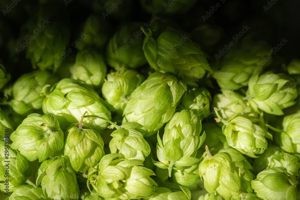 Heap of green ripe hop cones for brewery and bakery background. Heap of green ripe hop cones for brewery and bakery background.