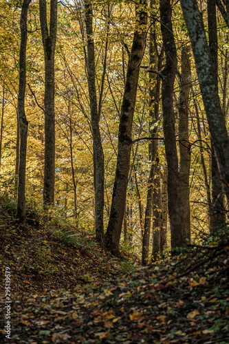 golden yellow colored tree leaves inn the park