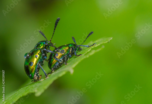 Leaf Beetles Mating seen atThane,Maharashtra,India