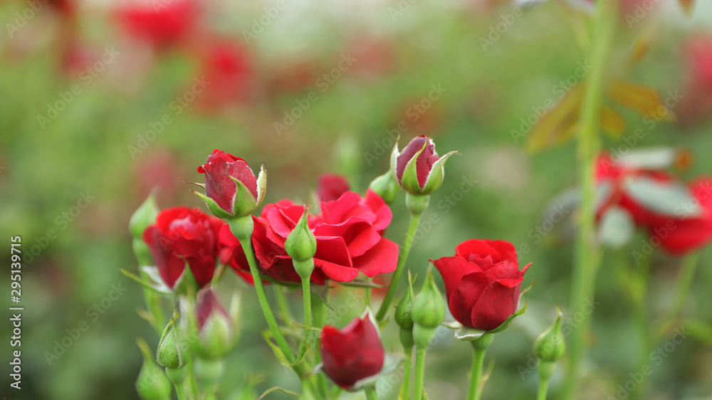 Beautiful fresh rose flowers in summer garden
