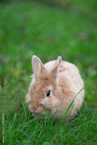kleiner Hase sitzt im Gras