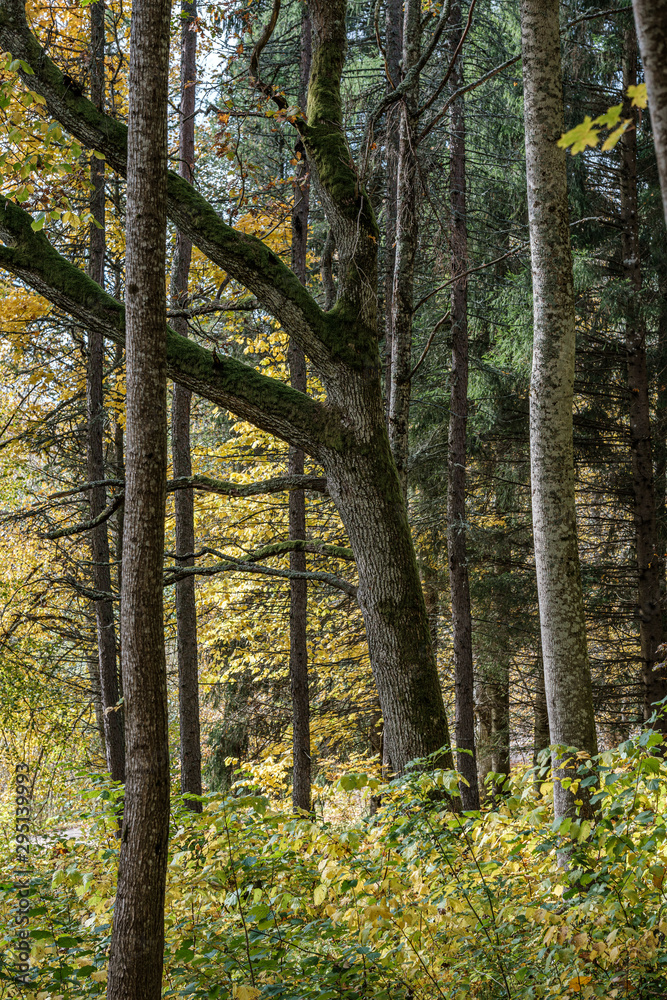 Obraz premium golden yellow colored tree leaves inn the park