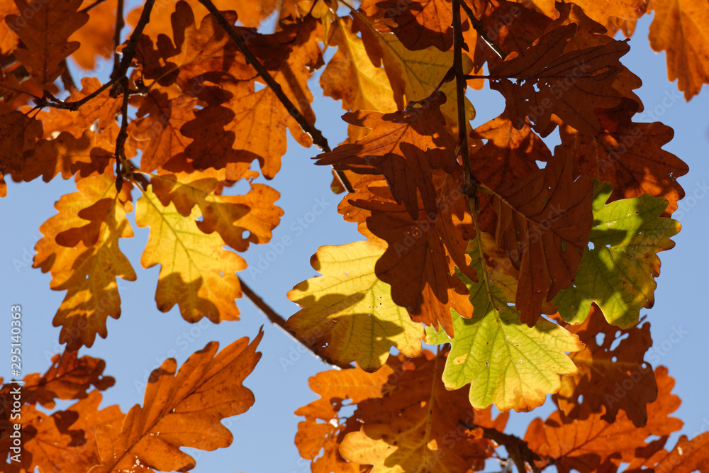 Herbst im Eichenwald