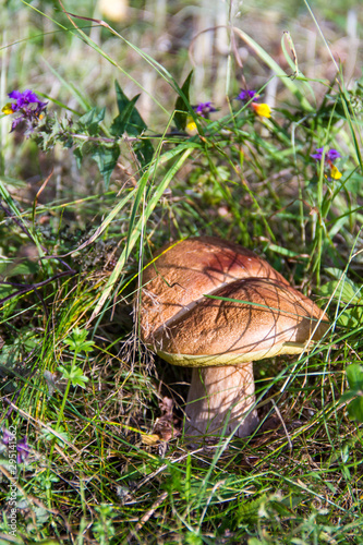 Boletus mushroom among green grass and the yellow and purple Melampyrum nemorosum flowers