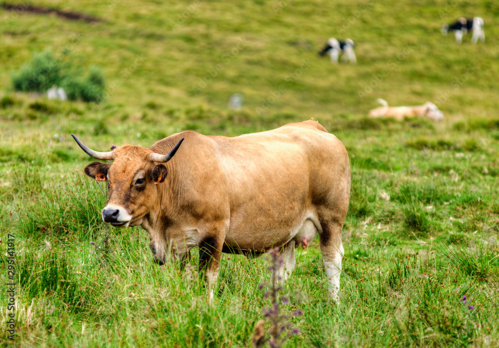 Vache au col de la Croix-Morand, France