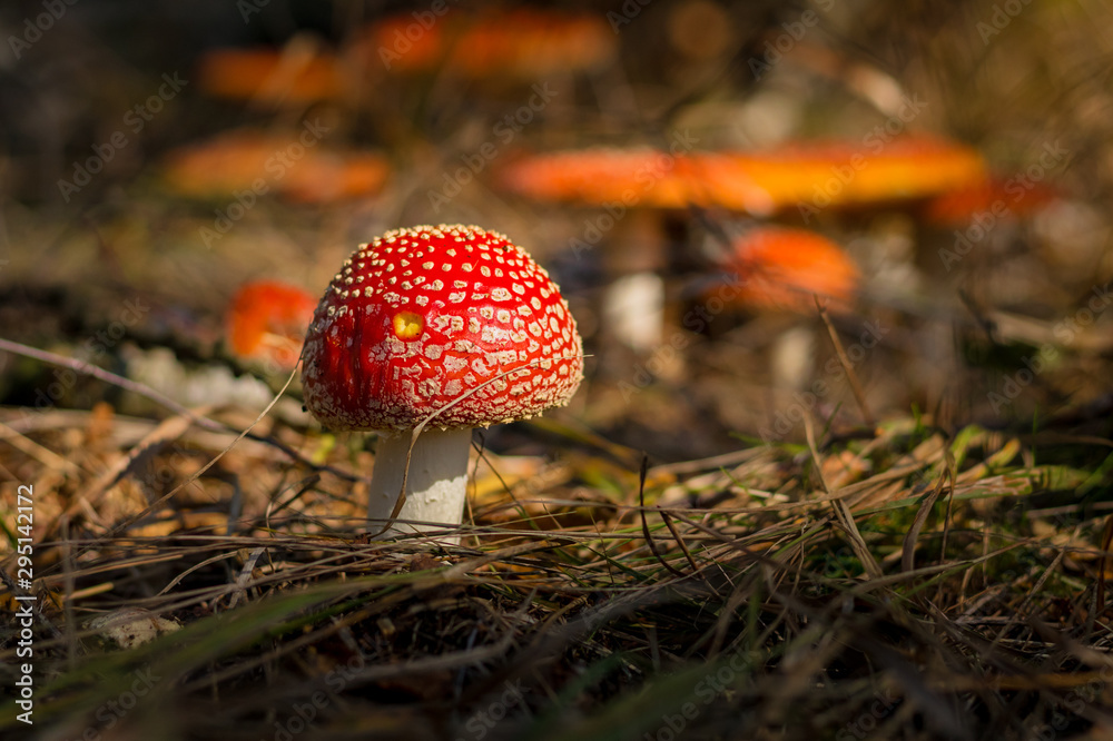 Amanita muscaria, the fly agaric - close-up view of a young little mushroom in the forest, in the background more toadstools Amanita muscaria, the fly agaric - close-up view of a young little mushroom in the forest, in the background more toadstools