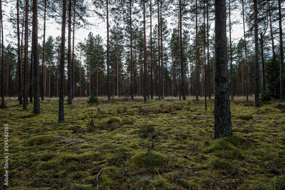 Obraz premium tree trunk wall in forest