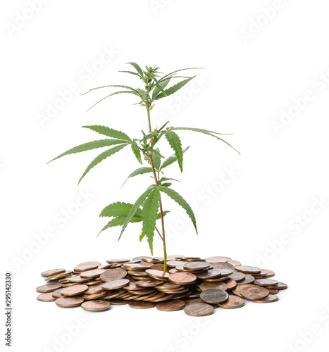Hemp plant and coins on white background