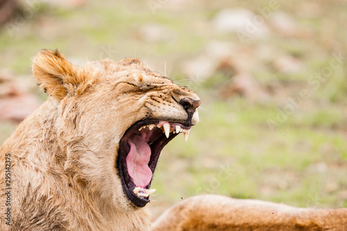 Masai Mara, Kenya.  A young male Masai lion (panthera leo nubica), its face covered with flies, bares its teeth as it yawns.
