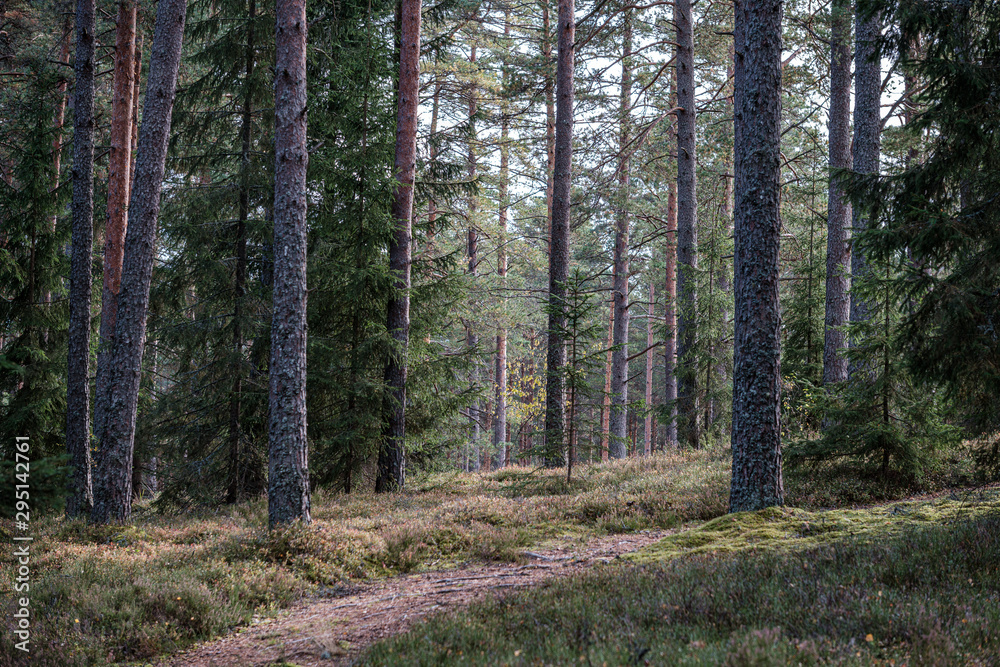 Obraz premium small narrow trail in the woods