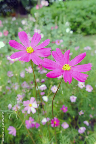 Pink Cosmos