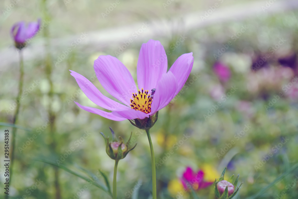 Pink Cosmos Pink Cosmos