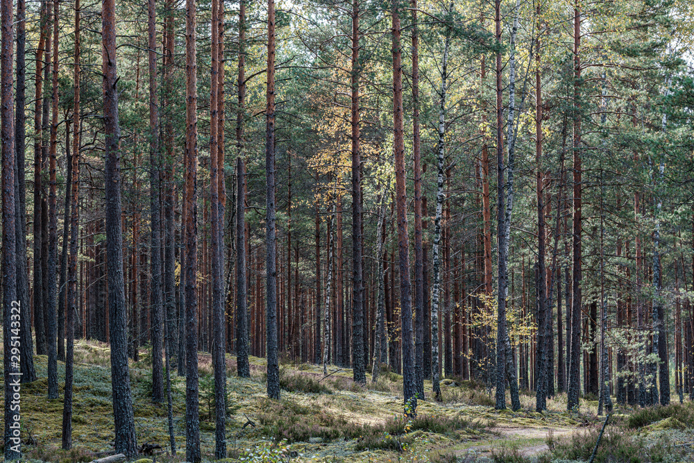 tree trunk wall in forest