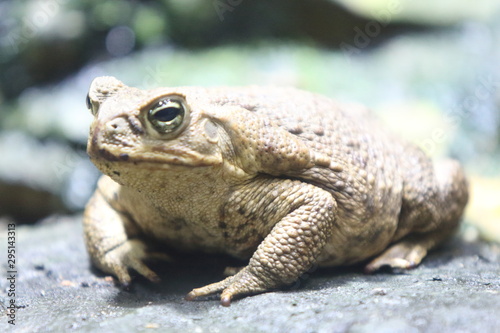 cane toad (Rhinella marina)