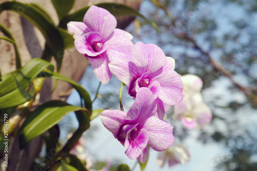 Pink orchid on tree.