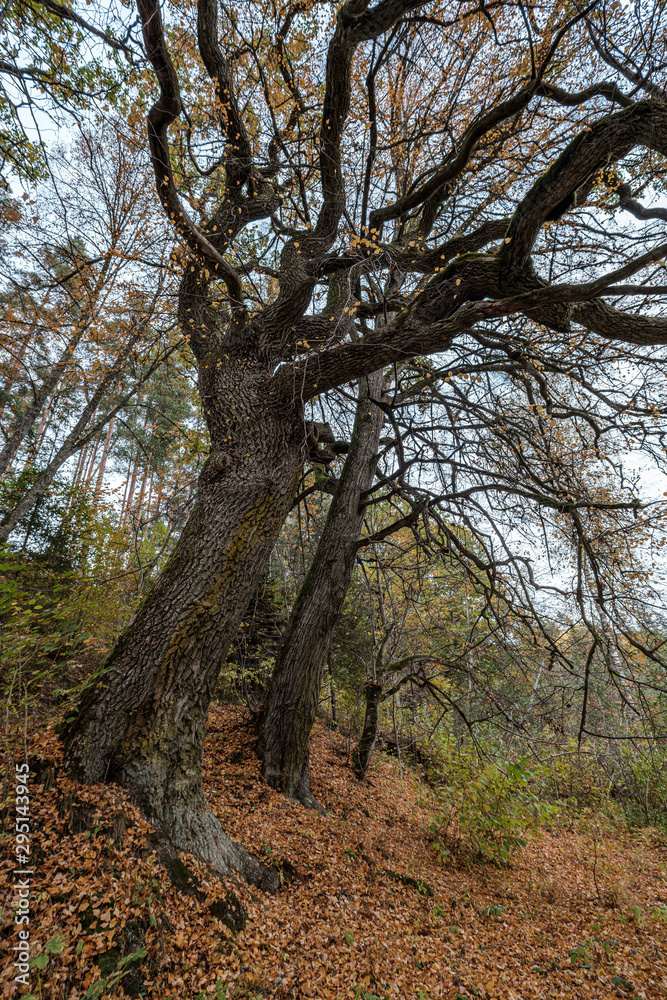 large oak tree in autumn yellow golden tree leaves large oak tree in autumn yellow golden tree leaves