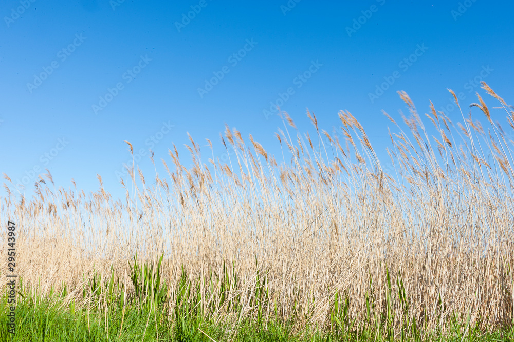 Fototapeta premium Blue sky behind rushes blowing in the wind.