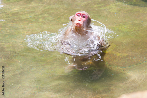 Fototapeta Naklejka Na Ścianę i Meble -  Jigokudani Monkey Park, Yudanaka, Japan. A Japanese (Macaca fuscata) shakes off the water as it emerges from a water pool.