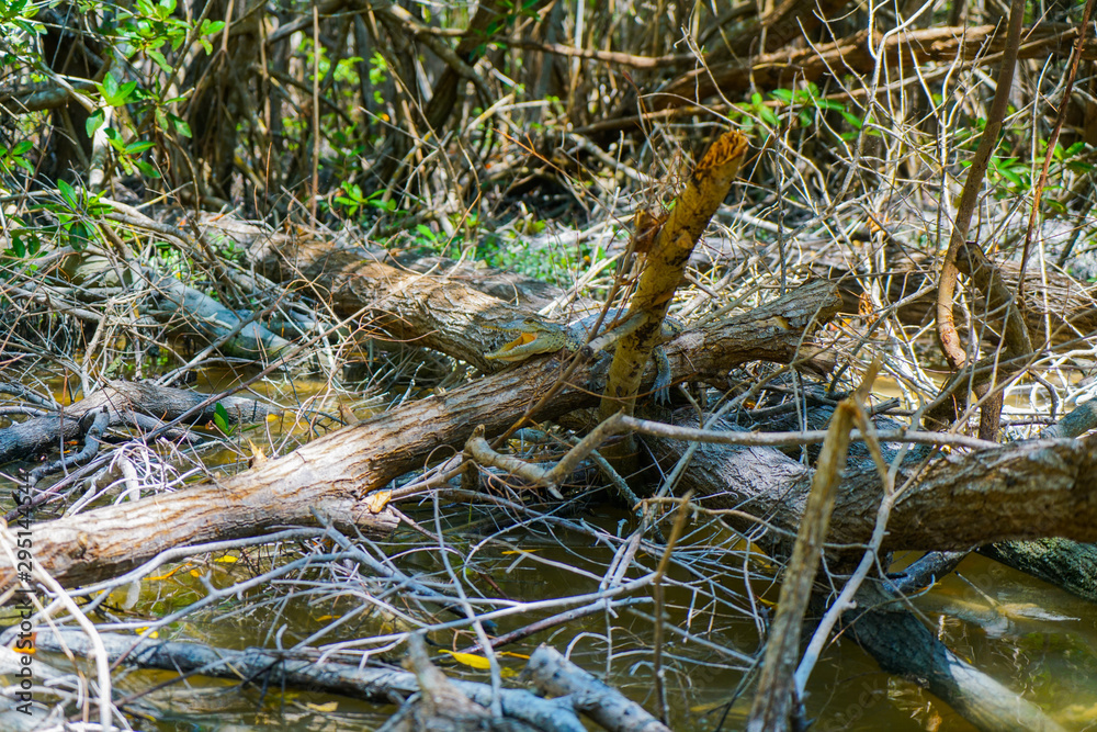 Obraz premium Cocodrilo bebe 2