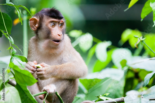 SABAH, MALAYSIAN BORNEO A young male macaque (Cercopithecidae).