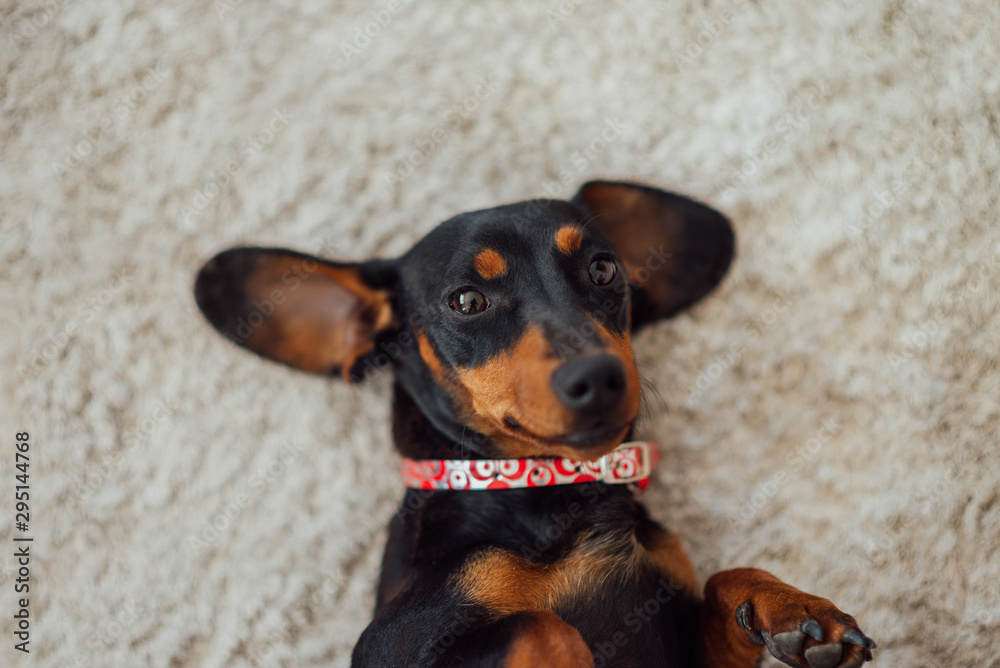 Portrait of a cute dachshund dog lying on the back on the rug and looking at camera.