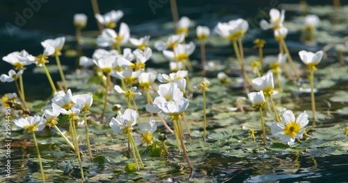 Close up shot of white flower near mountain pond