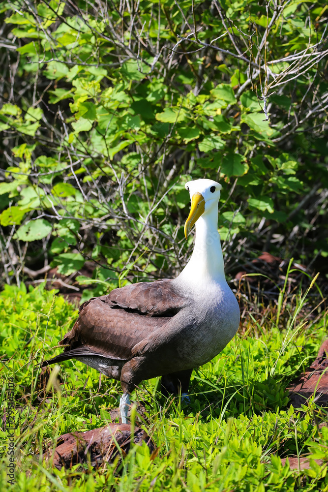 Waved albatross on Espanola Island, Galapagos National park, Ecuador Waved albatross on Espanola Island, Galapagos National park, Ecuador
