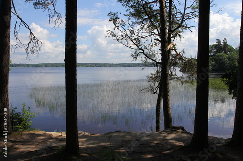 tree at lake