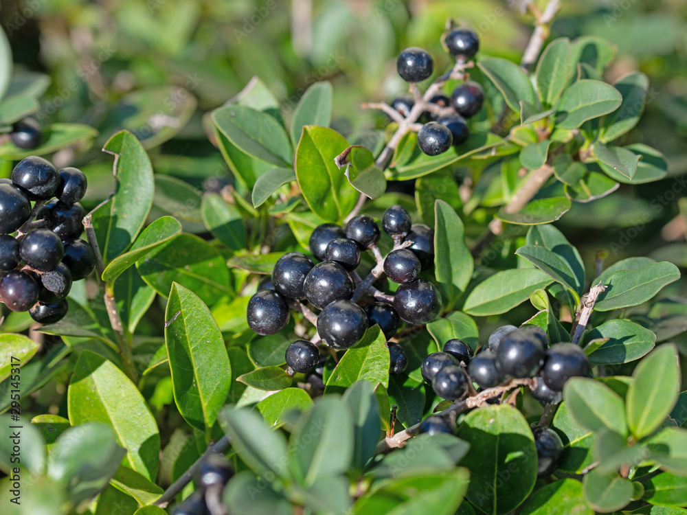 Reife Früchte vom Liguster, Ligustrum Reife Früchte vom Liguster, Ligustrum