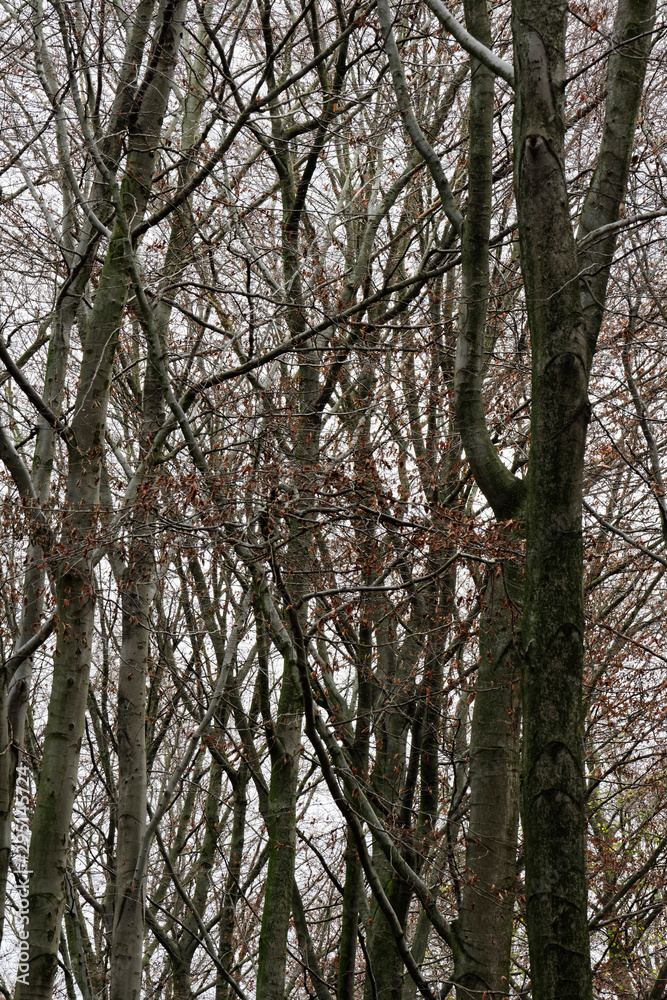 Obraz premium Rotbuchenwald