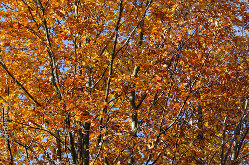 Rotbuchenwald im Herbstkleid