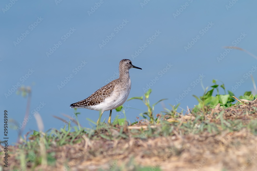 Sandpiper bird. Sandpiper bird.