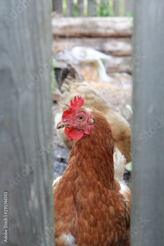 hen and chickens