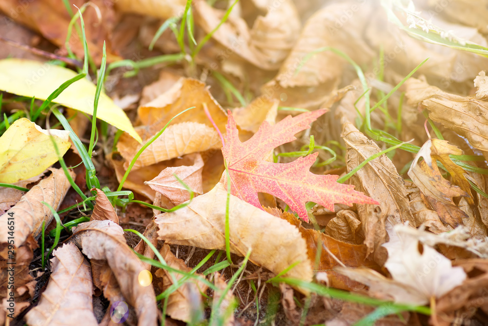 Autumn and glowing colorful leaves Autumn and glowing colorful leaves