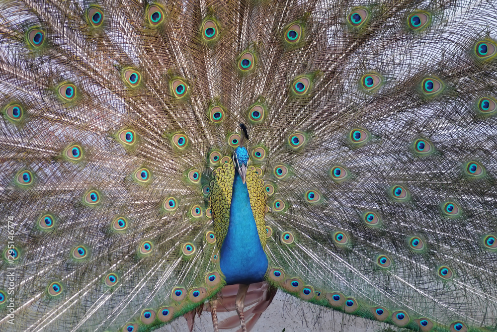 Obraz premium Peacock beautiful bird.