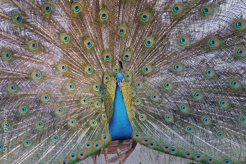 Peacock beautiful bird.