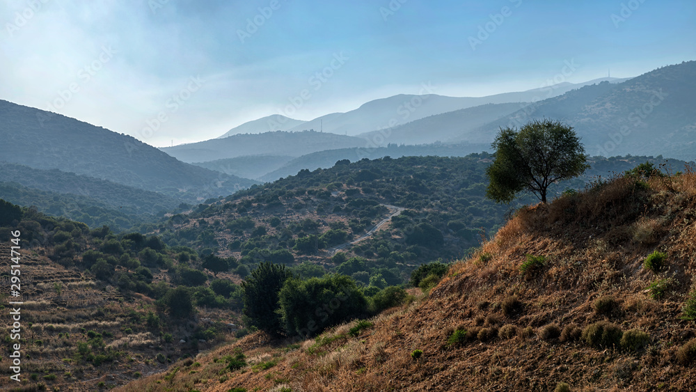 Naklejka premium Single tree at Golan Heights