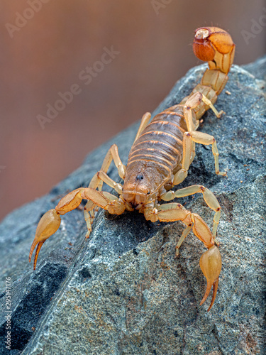 Dorsal view of a pretty Arizona stripe-tailed scorpion, Paravaejovis spinigerus, climbing on a rock