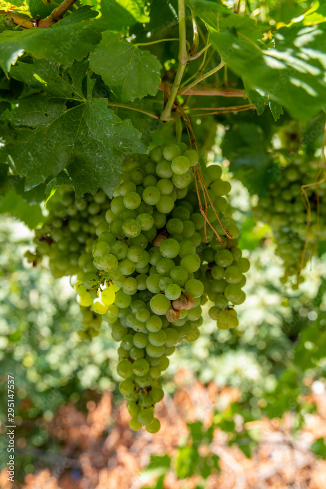 Green grapes close-up, Georgia