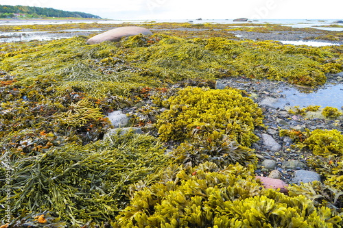marée basse sur le saint laurent
