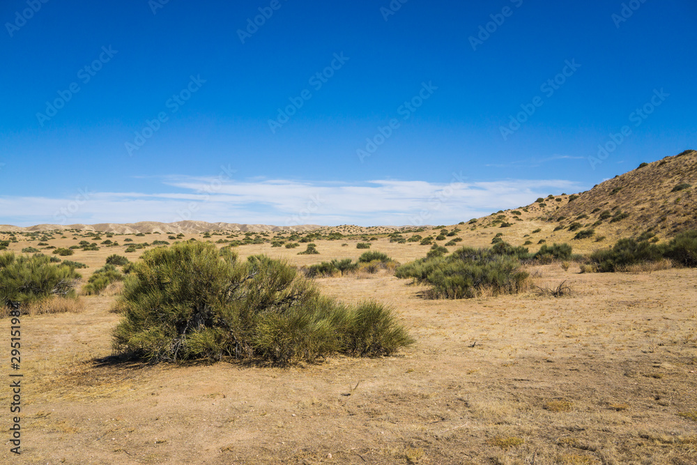 Brush in Flat Mojave Desert