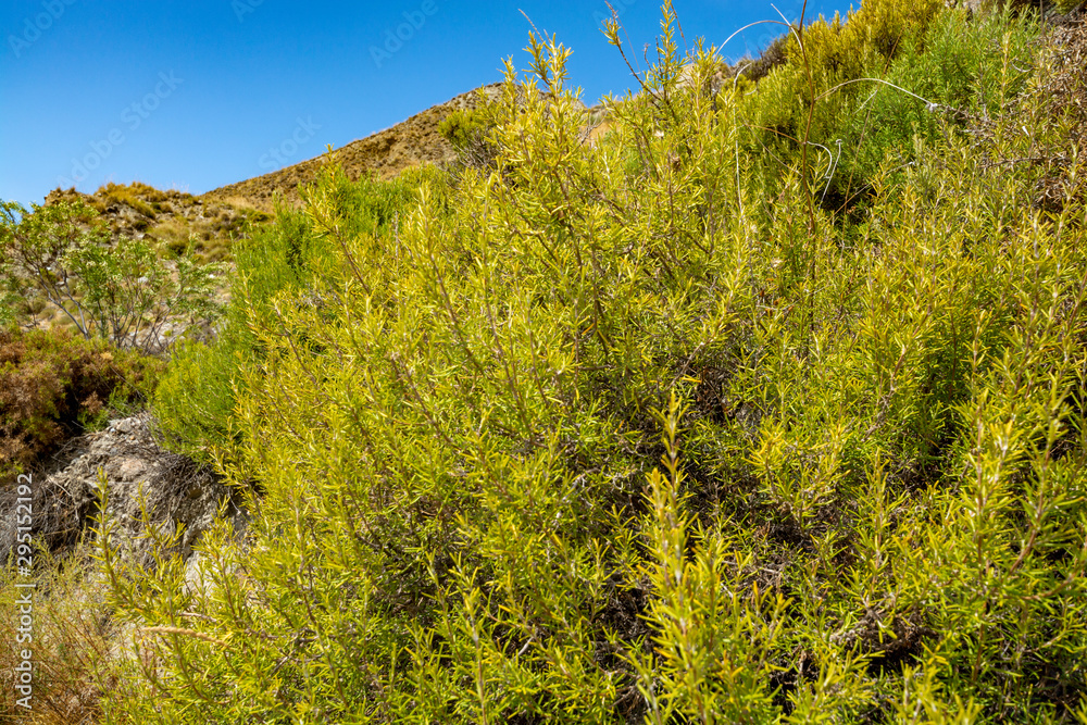 Aromatic kitchen organic herb rosemary growing under sun in mountains Aromatic kitchen organic herb rosemary growing under sun in mountains