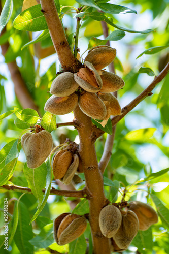 Fototapeta Ripe almond nuts on tree ready for harvest