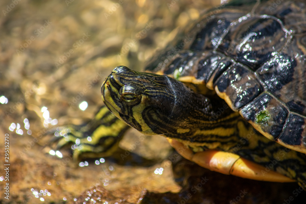 turtle in a lake coming out of the water turtle in a lake coming out of the water