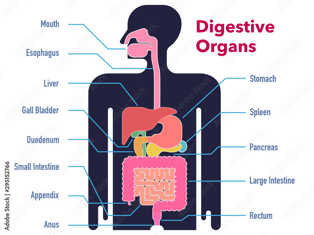 各部位の名称と共に黒いシルエット上に描かれた消化器官のシンプルなイラスト Stock Vector Adobe Stock 各部位の名称と共に黒いシルエット上に描かれた消化器官のシンプルなイラスト Stock Vector Adobe Stock