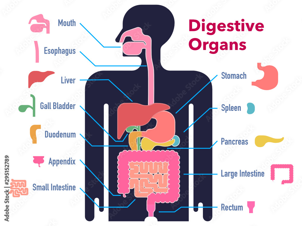 各部位のカットアウトと名称と共に黒いシルエット上に描かれた消化器官のシンプルなイラスト Stock Vector Adobe Stock