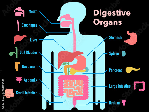 黒背景に部位ごとに名称が記載された消化器官のシンプルなイラスト