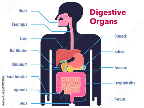 各部位の名称と共に黒いシルエット上に描かれた消化器官のシンプルなイラスト