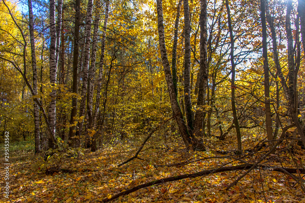Fototapeta premium Landscape of autumn, mixed forest in the southeast of the Moscow region